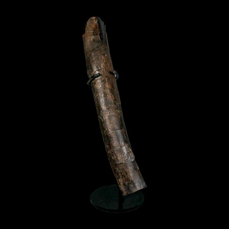 13" Hypacrosaurus Dinosaur Fossil Limb Bone Two Medicine FM MT COA, Stand