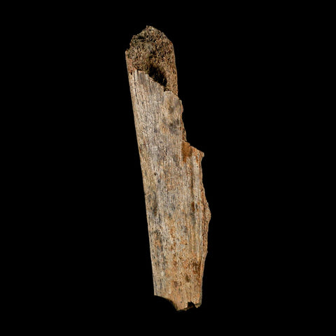 5.7" Corythosaurus Fossil Limb Bone Section Judith River Cretaceous Dinosaur COA - Fossil Age Minerals