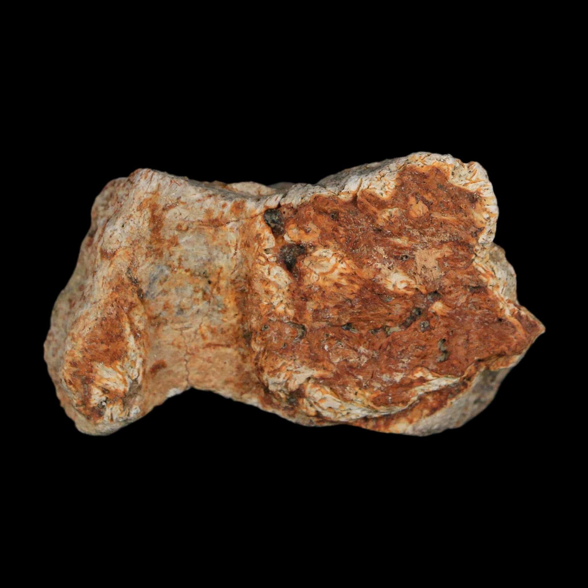 1.8" Triceratops Fossil Frill With Blood Grooves Lance Creek FM Cretaceous Dinosaur WY - Fossil Age Minerals