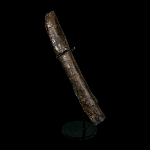 13" Hypacrosaurus Dinosaur Fossil Limb Bone Two Medicine FM MT COA, Stand