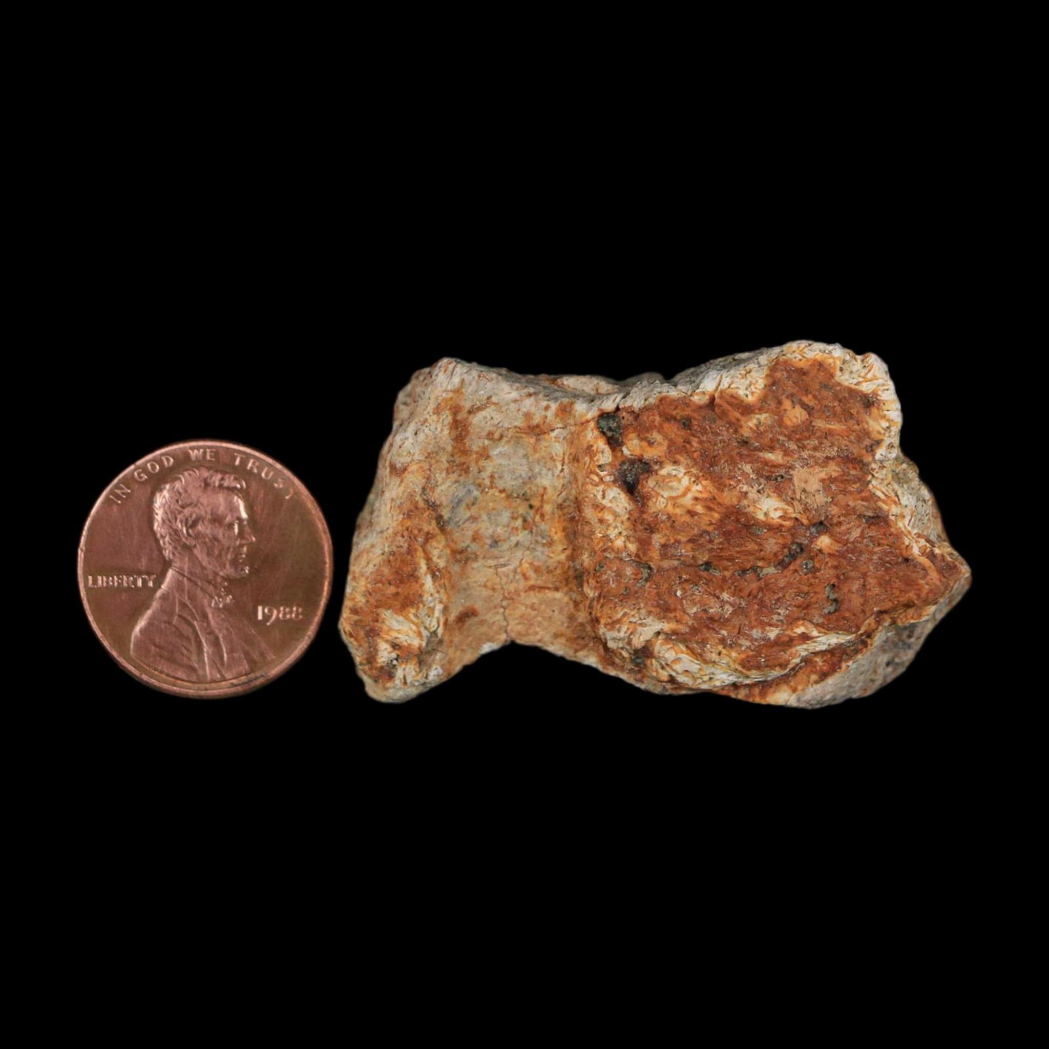 1.8" Triceratops Fossil Frill With Blood Grooves Lance Creek FM Cretaceous Dinosaur WY - Fossil Age Minerals