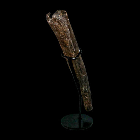 13" Hypacrosaurus Dinosaur Fossil Limb Bone Two Medicine FM MT COA, Stand