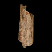 6.3" Corythosaurus Fossil Limb Bone Section Judith River Cretaceous Dinosaur COA