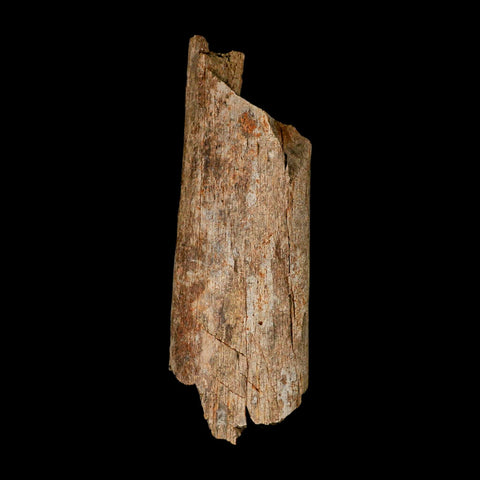 6.3" Corythosaurus Fossil Limb Bone Section Judith River Cretaceous Dinosaur COA - Fossil Age Minerals
