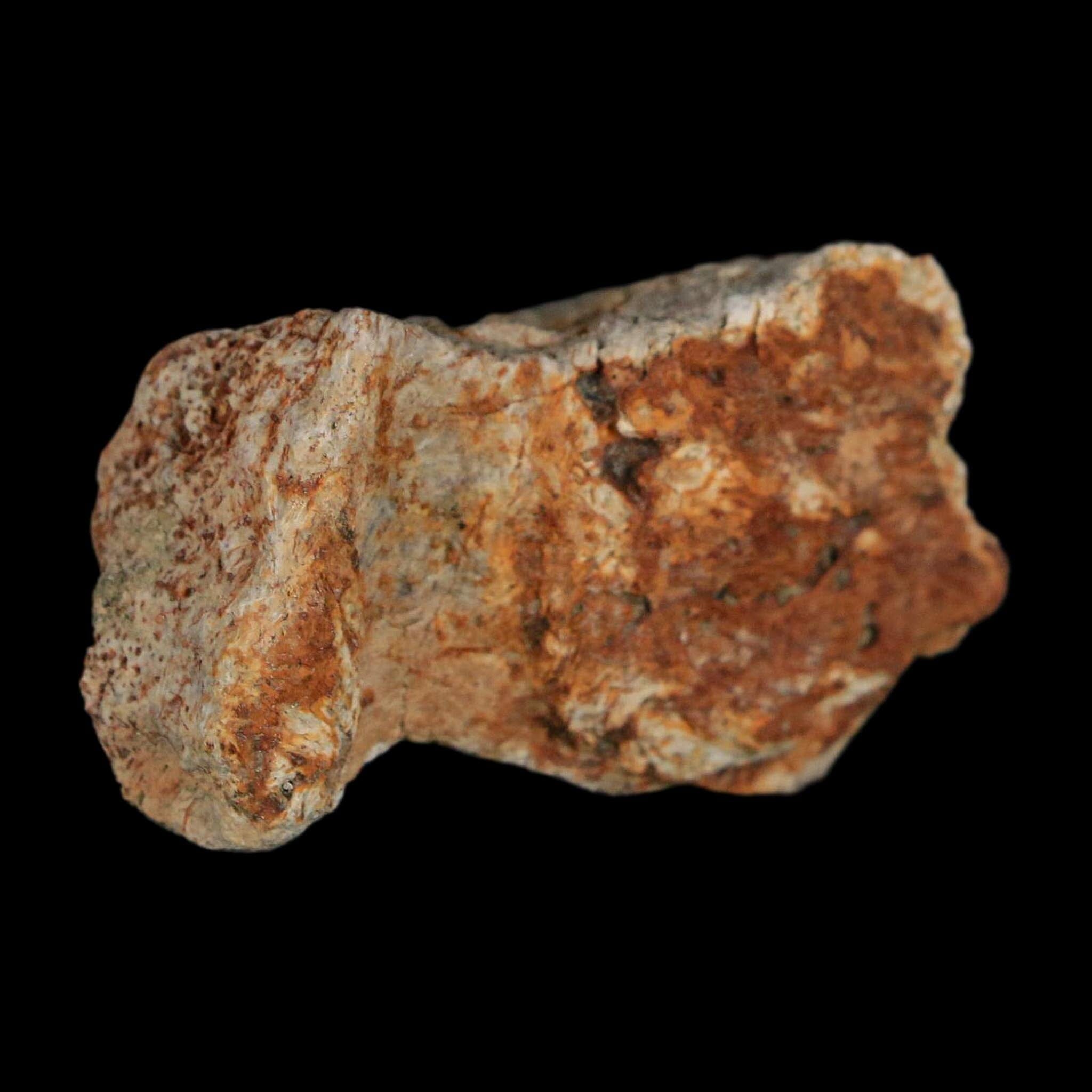 1.8" Triceratops Fossil Frill With Blood Grooves Lance Creek FM Cretaceous Dinosaur WY - Fossil Age Minerals