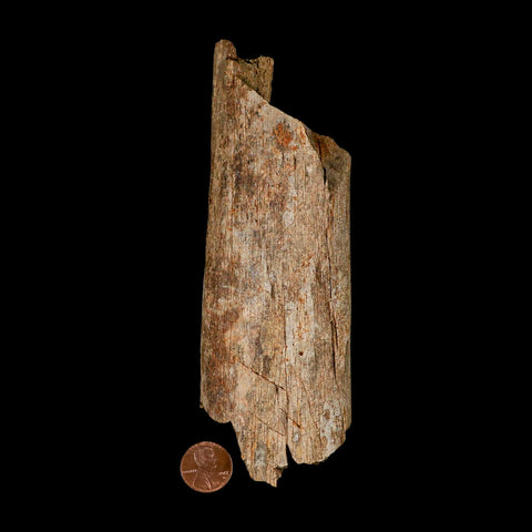 6.3" Corythosaurus Fossil Limb Bone Section Judith River Cretaceous Dinosaur COA - Fossil Age Minerals