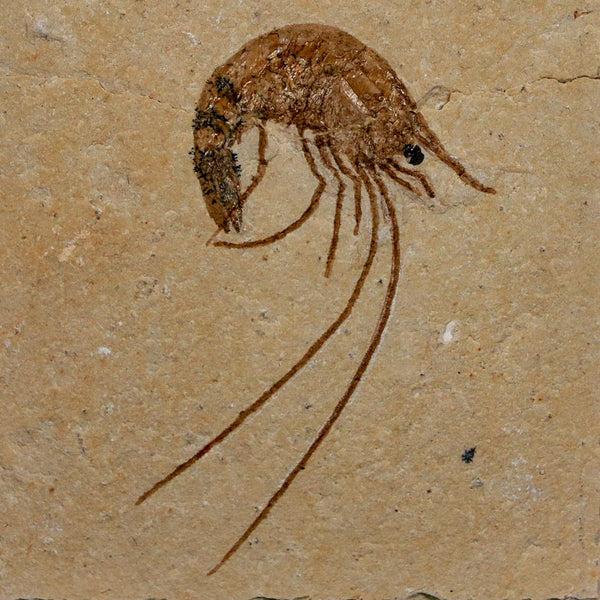 1.9