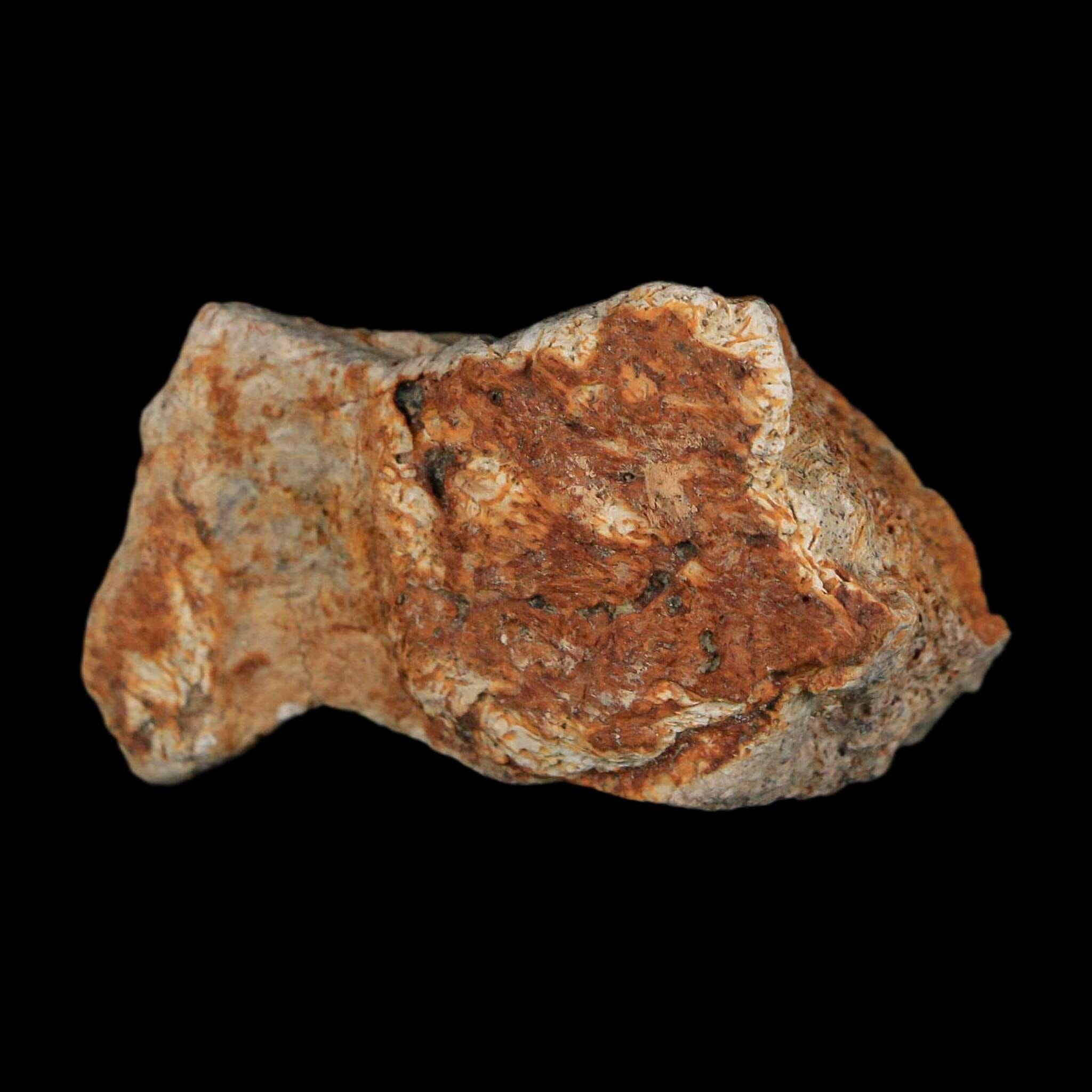 1.8" Triceratops Fossil Frill With Blood Grooves Lance Creek FM Cretaceous Dinosaur WY - Fossil Age Minerals
