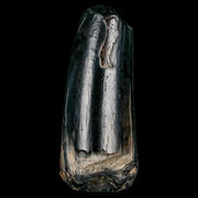 2.2" Sarcosuchus Imperator Crocodile Fossil Tooth Elrhaz FM Cretaceous Niger COA