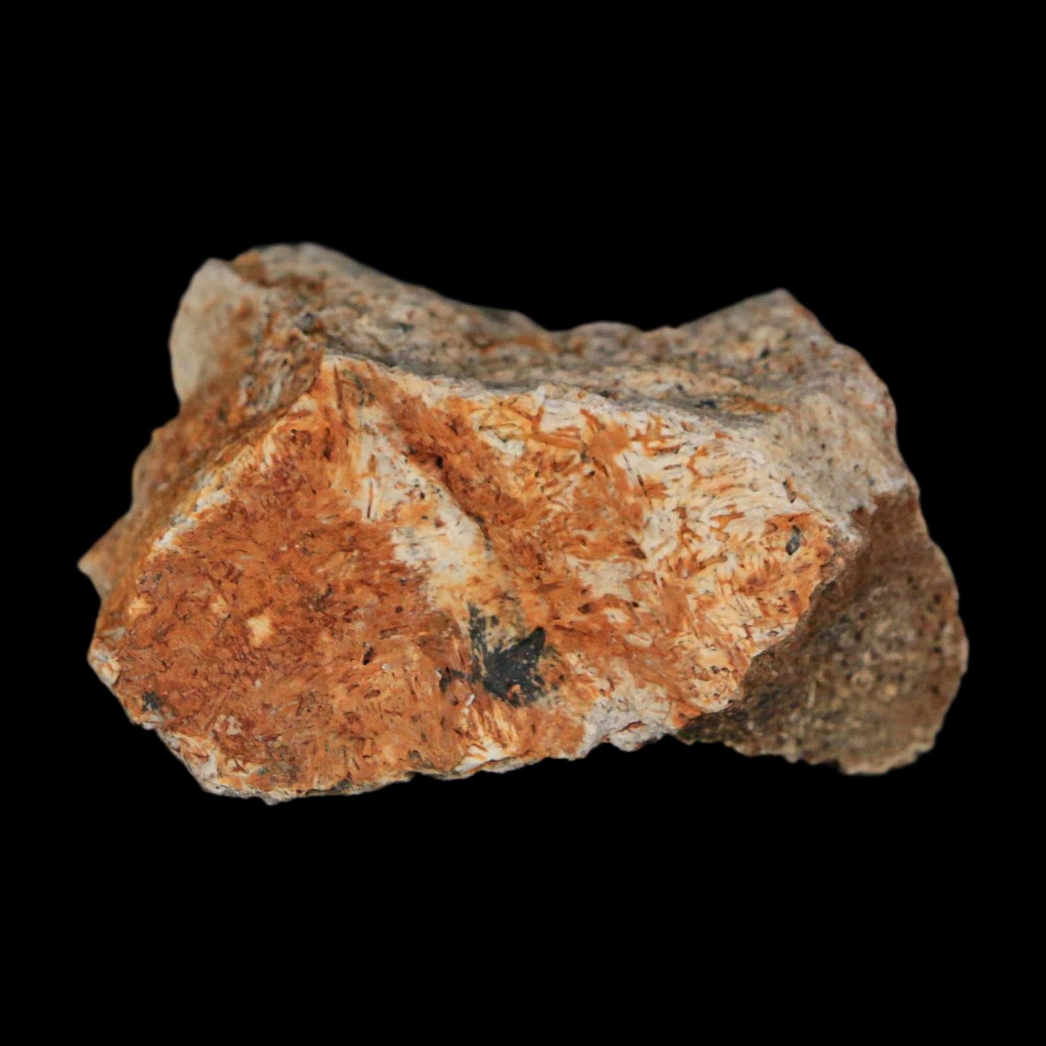1.8" Triceratops Fossil Frill With Blood Grooves Lance Creek FM Cretaceous Dinosaur WY - Fossil Age Minerals