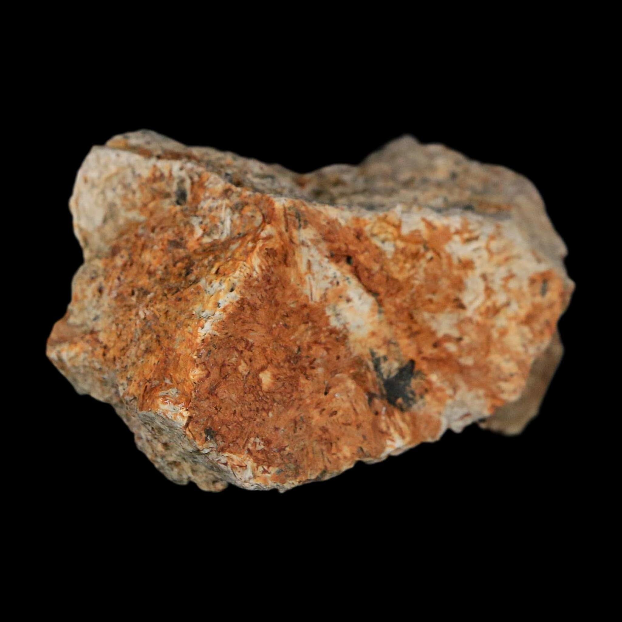 1.8" Triceratops Fossil Frill With Blood Grooves Lance Creek FM Cretaceous Dinosaur WY - Fossil Age Minerals