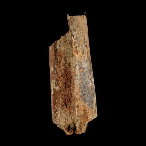 6.3" Corythosaurus Fossil Limb Bone Section Judith River Cretaceous Dinosaur COA - Fossil Age Minerals