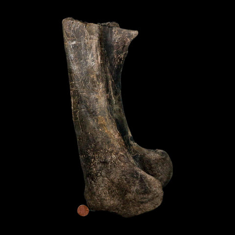 12.5" Hypacrosaurus Dinosaur Fossil Fumers Bone Two Medicine FM Montana COA