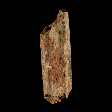 6.3" Corythosaurus Fossil Limb Bone Section Judith River Cretaceous Dinosaur COA