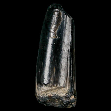 2.2" Sarcosuchus Imperator Crocodile Fossil Tooth Elrhaz FM Cretaceous Niger COA