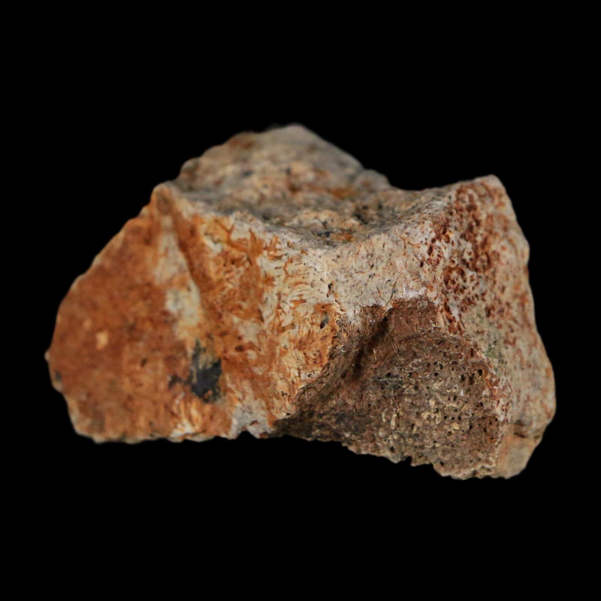 1.8" Triceratops Fossil Frill With Blood Grooves Lance Creek FM Cretaceous Dinosaur WY - Fossil Age Minerals