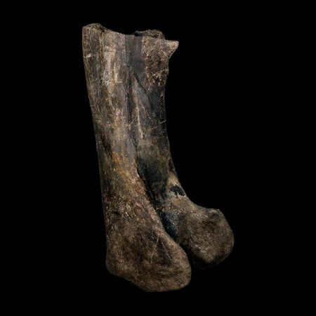 12.5" Hypacrosaurus Dinosaur Fossil Fumers Bone Two Medicine FM Montana COA