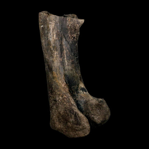 12.5" Hypacrosaurus Dinosaur Fossil Fumers Bone Two Medicine FM Montana COA