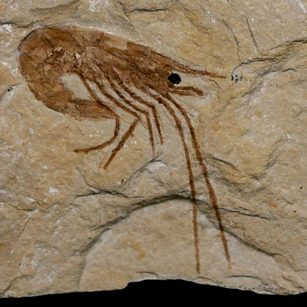 1.5