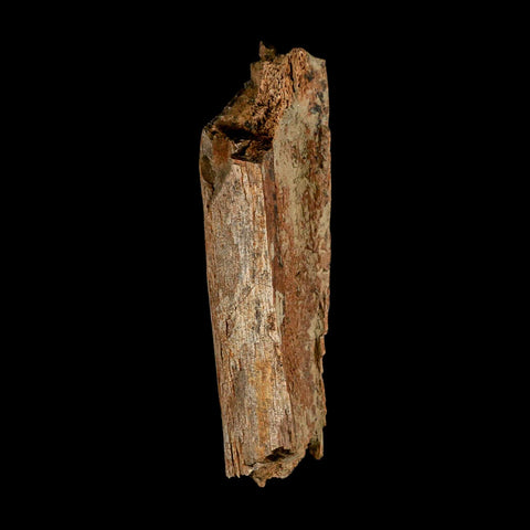 6.3" Corythosaurus Fossil Limb Bone Section Judith River Cretaceous Dinosaur COA - Fossil Age Minerals