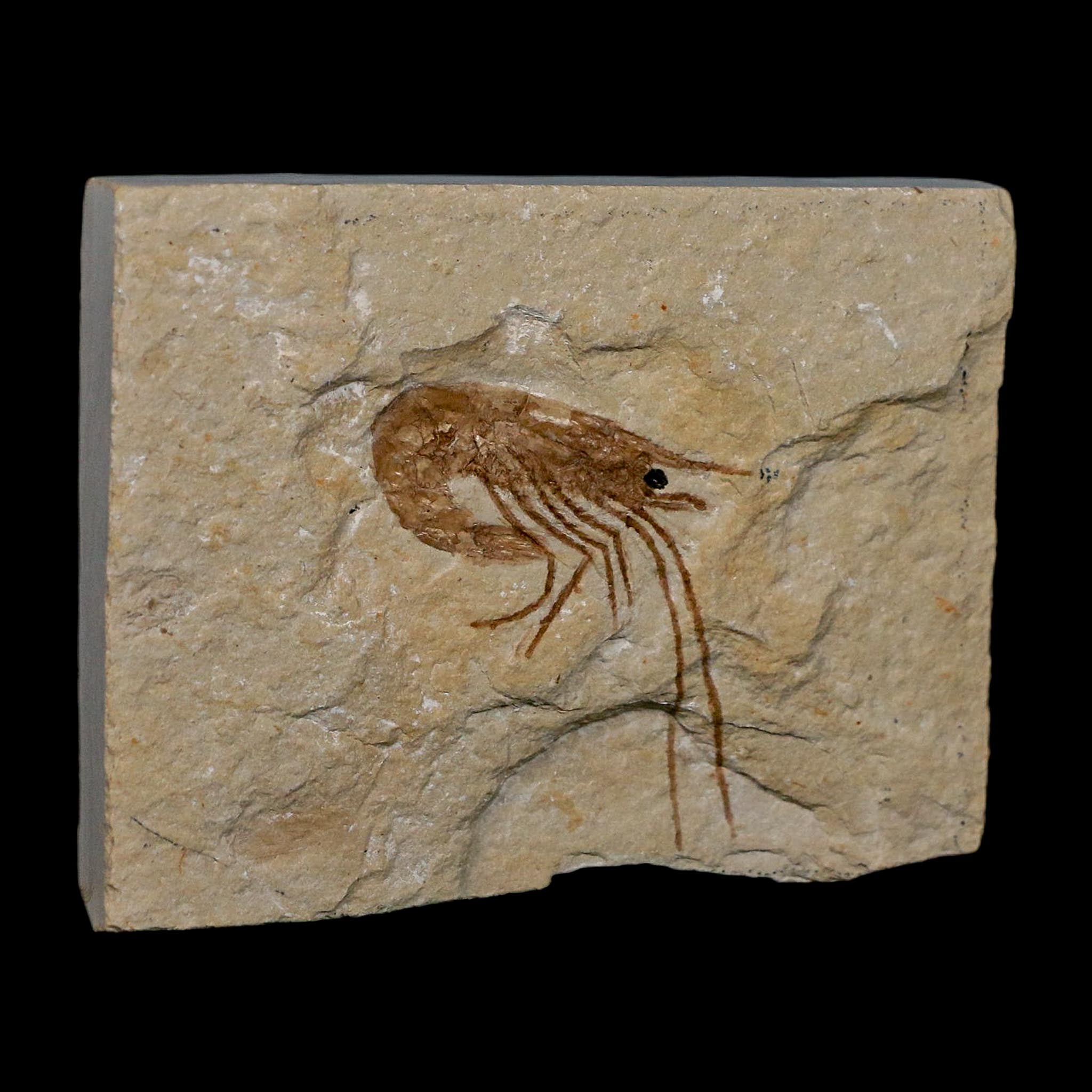 1.5" Fossil Shrimp Carpopenaeus Cretaceous Age 100 Mil Yrs Old Lebanon COA