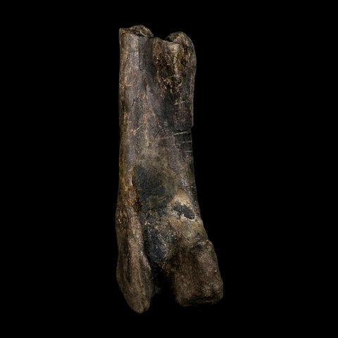 12.5" Hypacrosaurus Dinosaur Fossil Fumers Bone Two Medicine FM Montana COA