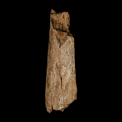 6.3" Corythosaurus Fossil Limb Bone Section Judith River Cretaceous Dinosaur COA - Fossil Age Minerals