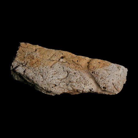 2.5" Triceratops Fossil Frill With Blood Grooves Lance Creek FM Cretaceous Dinosaur WY - Fossil Age Minerals