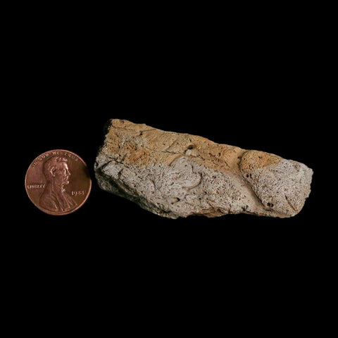 2.5" Triceratops Fossil Frill With Blood Grooves Lance Creek FM Cretaceous Dinosaur WY - Fossil Age Minerals