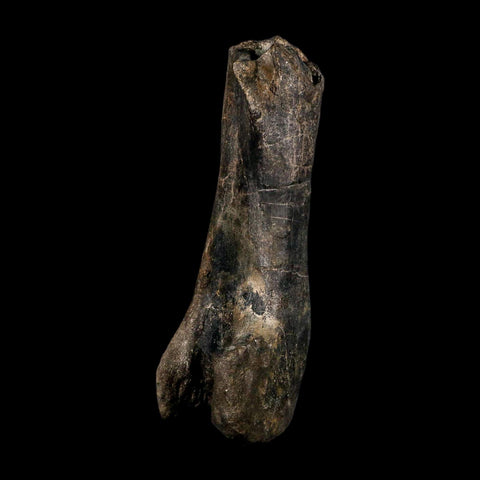 12.5" Hypacrosaurus Dinosaur Fossil Fumers Bone Two Medicine FM Montana COA