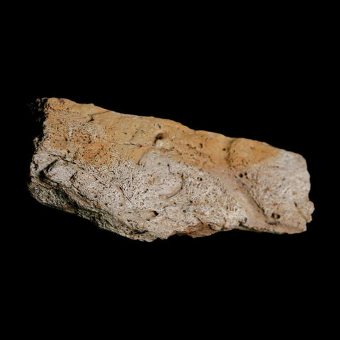 2.5" Triceratops Fossil Frill With Blood Grooves Lance Creek FM Cretaceous Dinosaur WY - Fossil Age Minerals