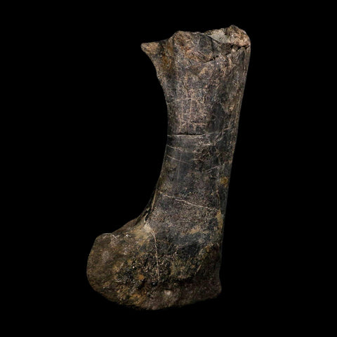 12.5" Hypacrosaurus Dinosaur Fossil Fumers Bone Two Medicine FM Montana COA