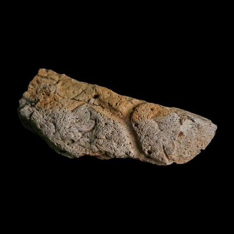 2.5" Triceratops Fossil Frill With Blood Grooves Lance Creek FM Cretaceous Dinosaur WY - Fossil Age Minerals