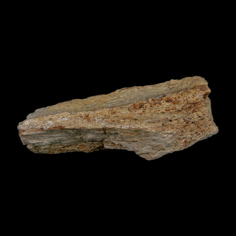 2.5" Triceratops Fossil Frill With Blood Grooves Lance Creek FM Cretaceous Dinosaur WY - Fossil Age Minerals