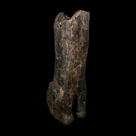 12.5" Hypacrosaurus Dinosaur Fossil Fumers Bone Two Medicine FM Montana COA