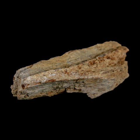 2.5" Triceratops Fossil Frill With Blood Grooves Lance Creek FM Cretaceous Dinosaur WY - Fossil Age Minerals