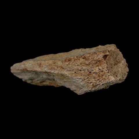 2.5" Triceratops Fossil Frill With Blood Grooves Lance Creek FM Cretaceous Dinosaur WY - Fossil Age Minerals