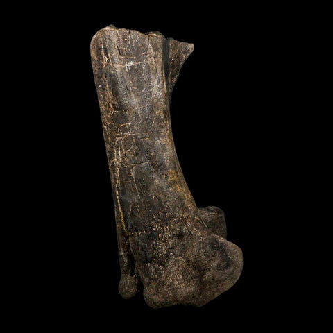 12.5" Hypacrosaurus Dinosaur Fossil Fumers Bone Two Medicine FM Montana COA