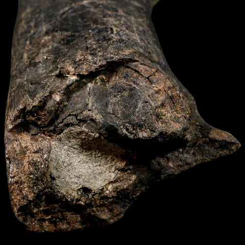 12.5" Hypacrosaurus Dinosaur Fossil Fumers Bone Two Medicine FM Montana COA