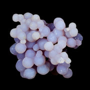 1" Purple Grape Agate Botryoidal Crystal Cluster Mineral Sulawesi Island Indonesia