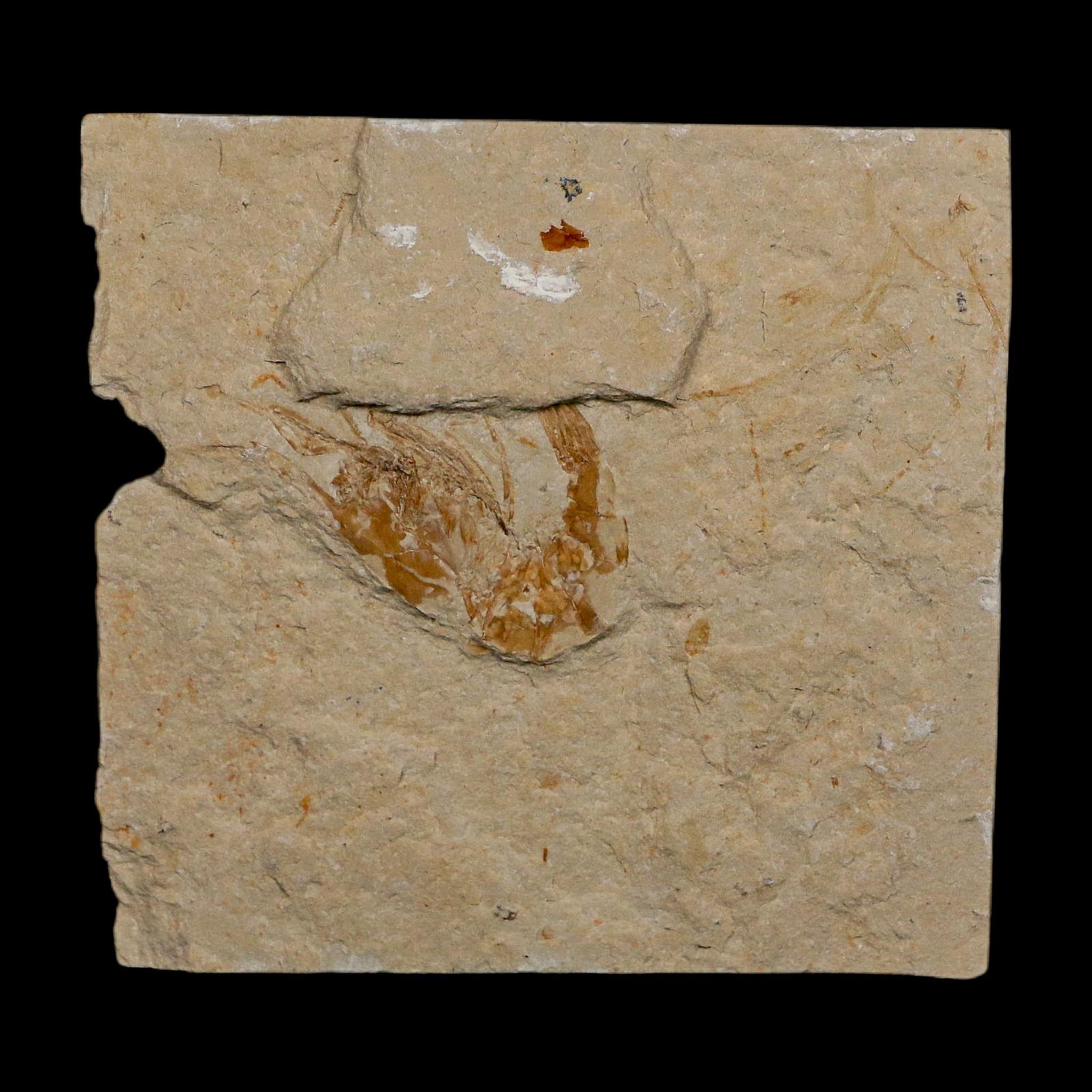 1.7" Fossil Shrimp Carpopenaeus Cretaceous Age 100 Mil Yrs Old Lebanon COA
