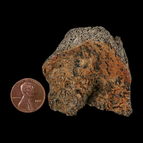 2" Triceratops Fossil Frill With Blood Grooves Lance Creek FM Cretaceous Dinosaur WY - Fossil Age Minerals