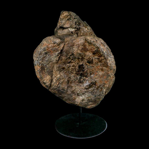 XL 9" Camarasaurus Dinosaur Fossil Vertebrae Morrison FM CO Jurassic Age COA Stand