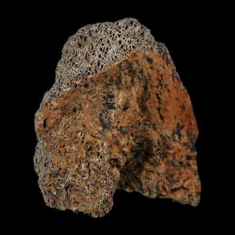 2" Triceratops Fossil Frill With Blood Grooves Lance Creek FM Cretaceous Dinosaur WY - Fossil Age Minerals