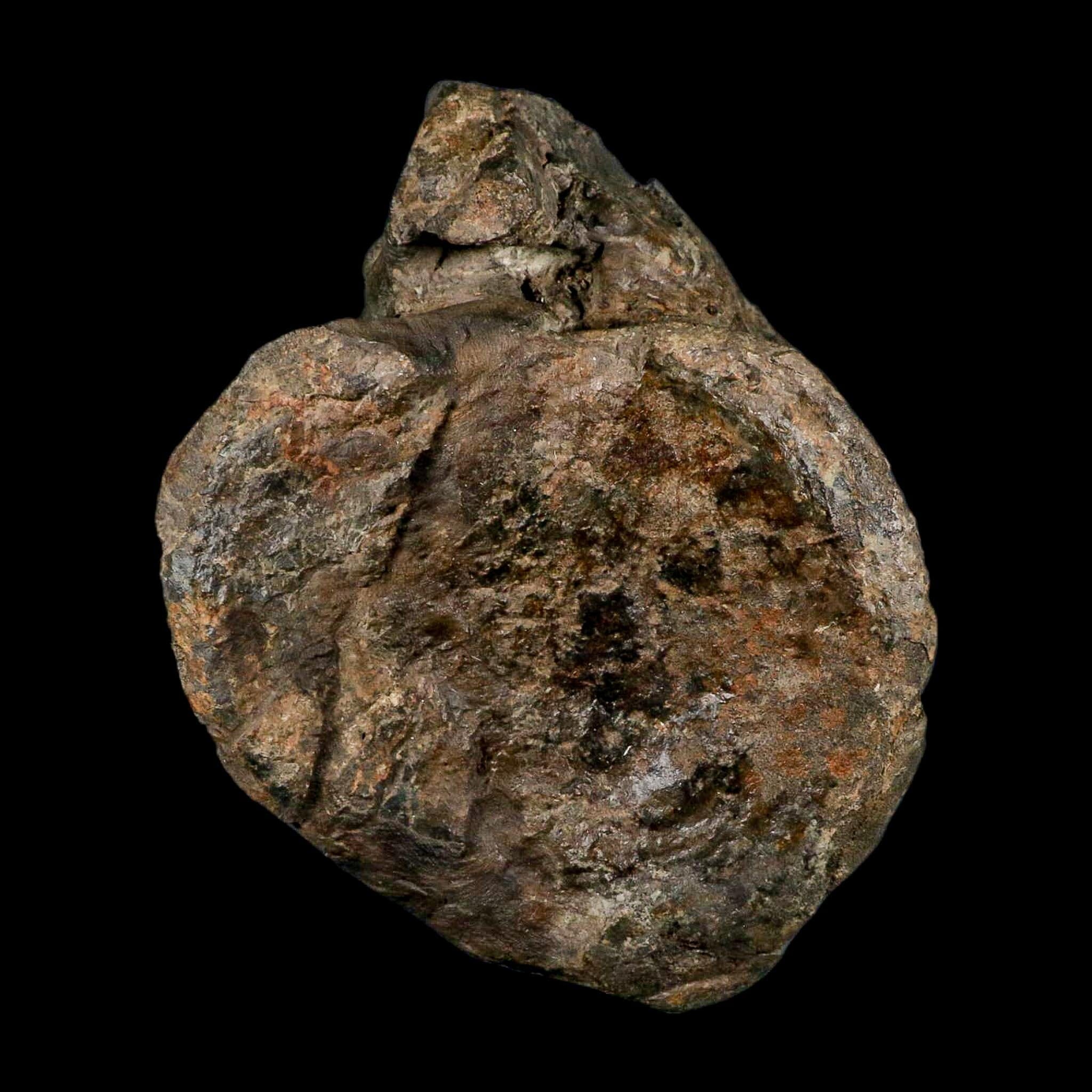 XL 9" Camarasaurus Dinosaur Fossil Vertebrae Morrison FM CO Jurassic Age COA Stand - Fossil Age Minerals