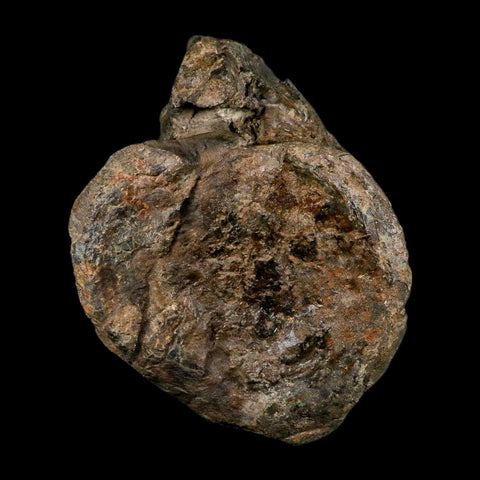 XL 9" Camarasaurus Dinosaur Fossil Vertebrae Morrison FM CO Jurassic Age COA Stand