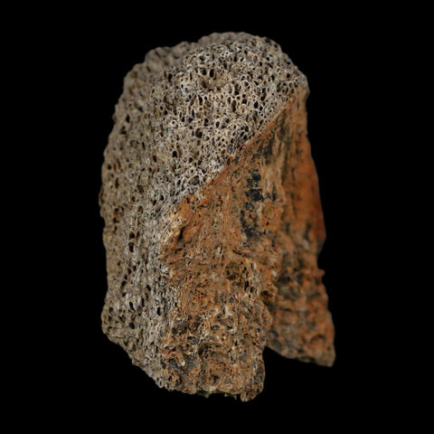 2" Triceratops Fossil Frill With Blood Grooves Lance Creek FM Cretaceous Dinosaur WY - Fossil Age Minerals