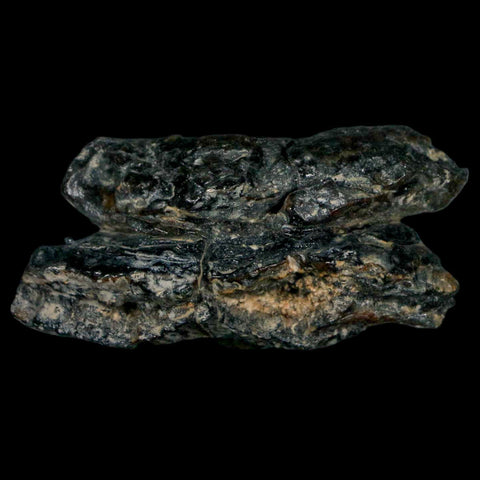 2.5" Mammoth Tooth Cross Section In Riker Display Pleistocene Age Hawthorne FM - Fossil Age Minerals