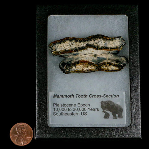 2.5" Mammoth Tooth Cross Section In Riker Display Pleistocene Age Hawthorne FM - Fossil Age Minerals