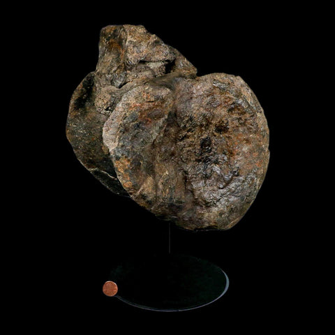 XL 9" Camarasaurus Dinosaur Fossil Vertebrae Morrison FM CO Jurassic Age COA Stand